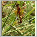 Sympetrum flaveolum - Gefleckte Heidelibelle 01.jpg
